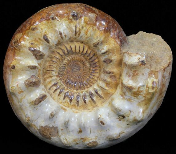 Wide Jurassic Ammonite Fossil - Madagascar #59609
